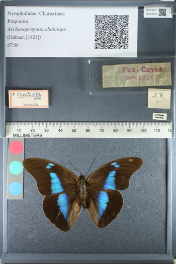 Media type: image;   Entomology 163818